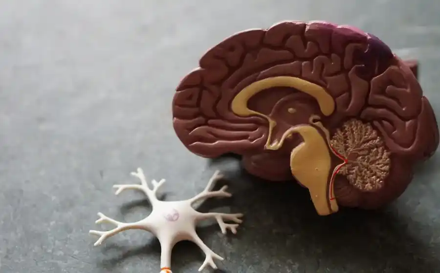 Clinic-Y brain scan