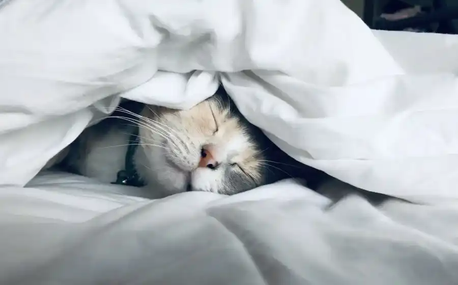 Clinic-Y sleep rest