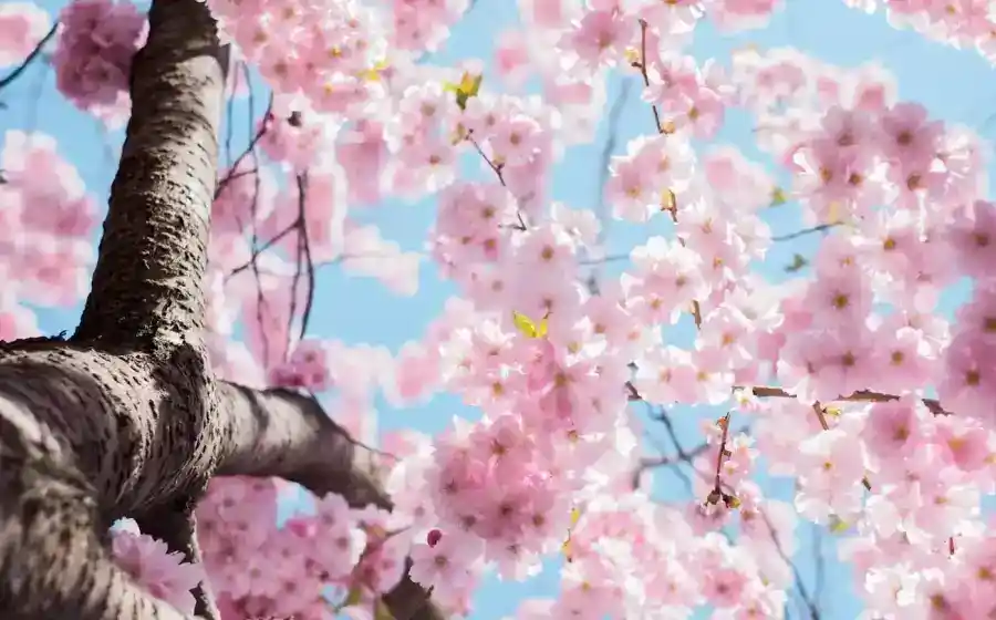 Clinic-Y allergy flowers
